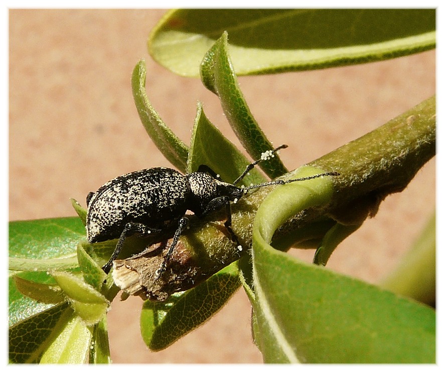 Curculionidae: Otiorhynchus (Nehrodistus) corruptor